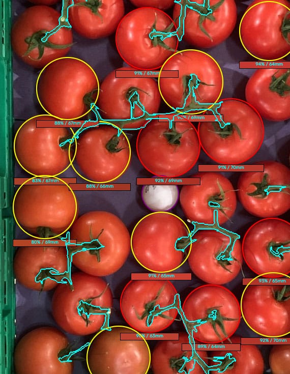 Automated quality control technology for tomatoes
