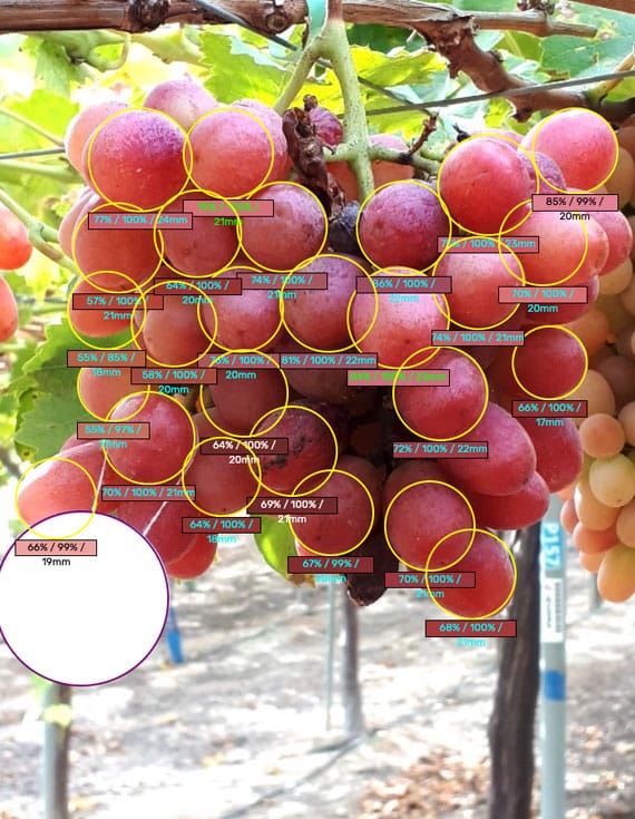 AI and fresh produce- Grapes quality control inspection