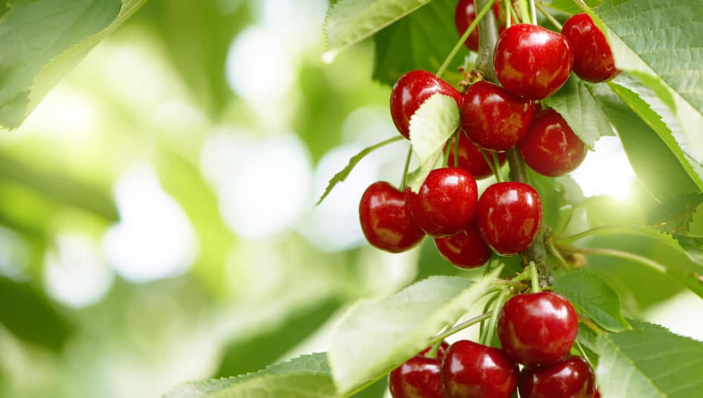 What is the Perfect Cherry? When You Inspect Quality of Cherries, There is No One Right Answer.