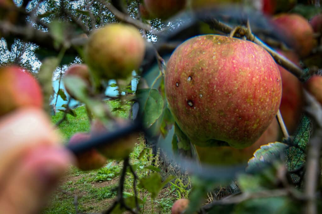 apple defects | Clarifruit fresh produce QC platform