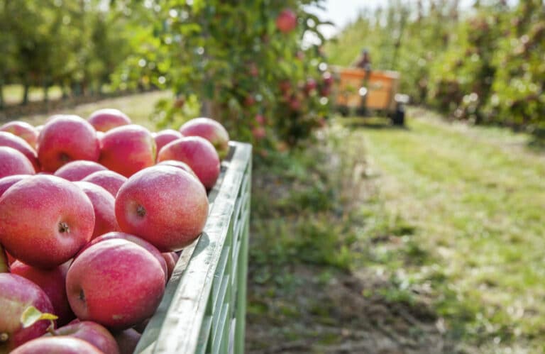 Clarifruit se asocia con Pink Lady para efectuar el control de calidad de las manzanas