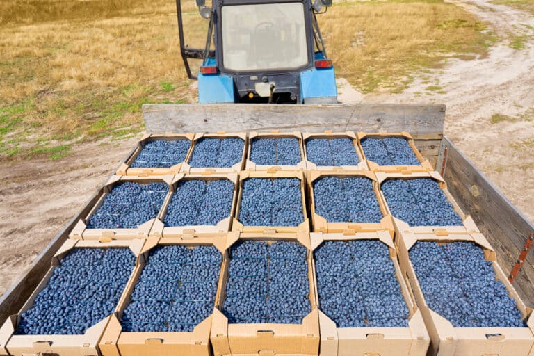 Blueberry harvesting