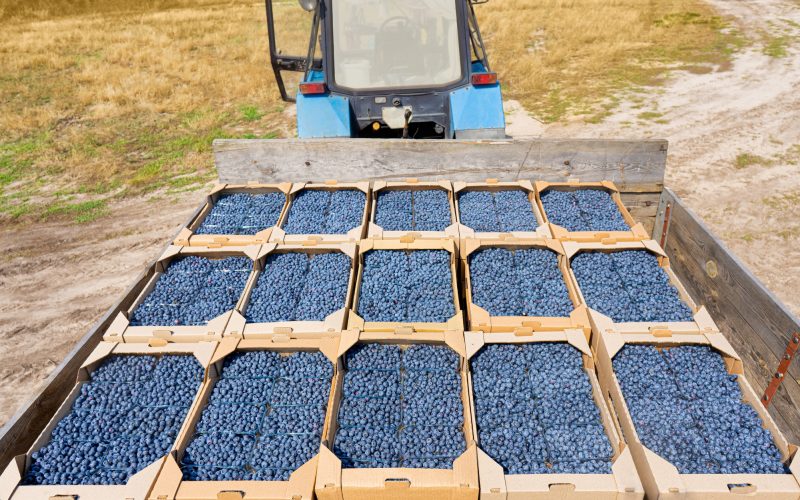 Blueberry harvesting
